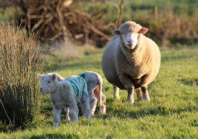 lambing 2